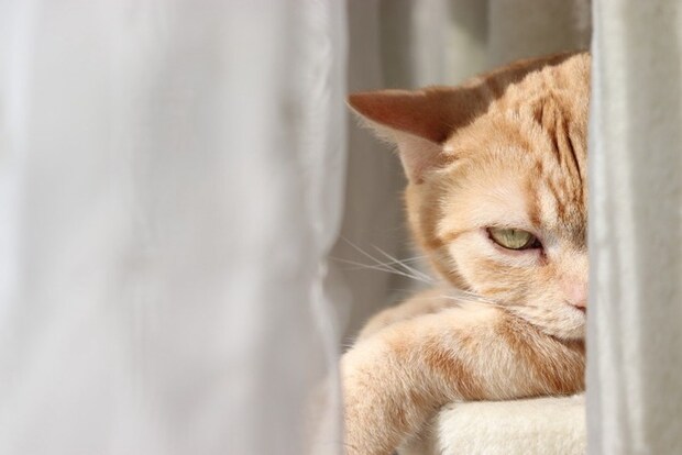 カーテンの中から睨む猫