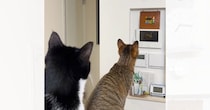 ハト時計を真剣に見つめる2匹の猫→『理由』が……あまりにも『賢すぎる行動』が47万再生「すごい」「めっちゃかわいいｗ」と絶賛