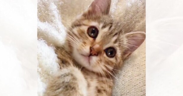 『天使のようにかわいかった子猫』が、７年後……衝撃のビフォーアフターに爆笑の声「大切にされた証ｗ」「立派な天使になったｗ」と話題