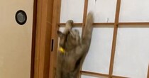 『障子』を登り始めた猫→頂上に到達すると…笑わずにはいられない光景に３万いいね「面白すぎて止められないよね」「最後声だして笑った」