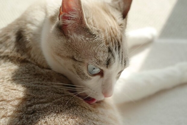 毛づくろいする猫