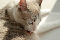 猫が『欲求不満』を感じているときの仕草4選　問題行動のリスクや飼い主ができる対処法