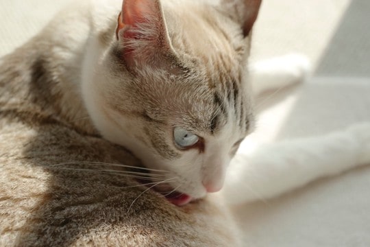 猫が『欲求不満』を感じているときの仕草4選　問題行動のリスクや飼い主ができる対処法