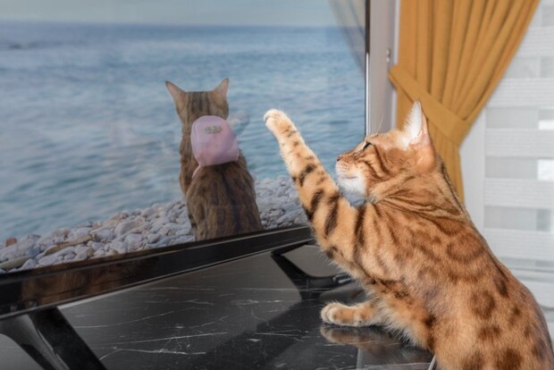 テレビの猫が気になる猫
