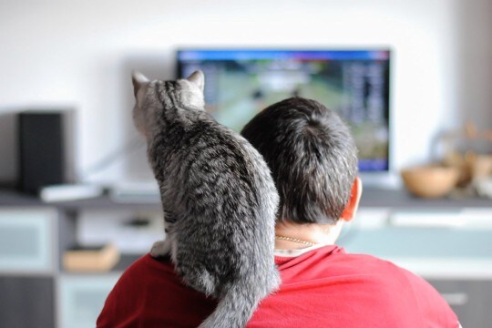 猫が『テレビ』を見つめているときの心理4つ　思わず夢中になる理由や好みやすい番組もご紹介