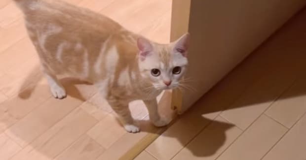 『わっ!』と猫を驚かせてみたら…直後に見せた『予想外のリアクション』が可愛すぎると21万再生「忖度を感じる」「永遠に見れる」
