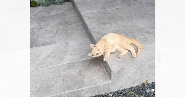 家に帰ると、玄関前で『野良の子猫』が…まさかの出会いと『素敵な結末』が24万再生「優しい方に出会えてよかった」「NNNなのかなｗ」