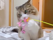 遊びに来た２人のお姉ちゃんから『おもちゃ』をもらった保護猫→大のお気に入りになった結果…『愛おしい行動』が話題「健気」「たまんない」