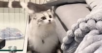 飼い主が帰宅すると、家の匂いを『くんくん』し始めた猫→『笑撃の展開』に「失礼だーっ」「ジワジワ近づいて来るのウケる」と4万再生