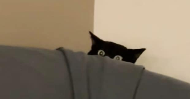 ペットシッター入室時、怖がりで隠れていた黒猫→少しずつ距離が縮まって…キュンとくる光景が26万再生「だれって感じが可愛いw」「さすがプロ」