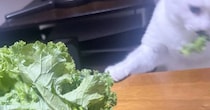 テーブルの上に置いてあった『生野菜』→猫が近づいてきて…思わず笑っちゃう光景に５万いいね「犯行の瞬間ｗ」「なんて鮮やかな横取り」と話題