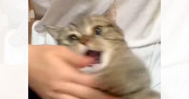 お姉ちゃんが膝の上でくつろいでいたネコと遊んだ結果…可愛すぎる光景が183万再生「永遠に見てられる」「かわいくてしょーがないｗ」と絶賛