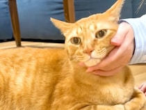 元野良猫の『触ってもいい体のパーツ』を調査→エスカレートした結果…『想定外な反応』に反響「ヤギに変身するという七不思議」「完全に家猫」