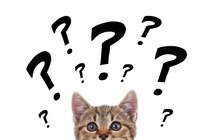 猫にまつわる難しい『カタカナ用語』3つ　あなたはいくつ分かりますか？