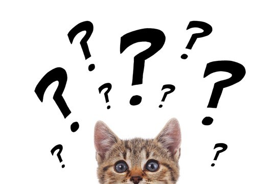 猫にまつわる難しい『カタカナ用語』3つ　あなたはいくつ分かりますか？