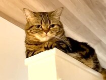 階段を上る２匹の猫→１匹が甘え始めて…思わずハラハラしてしまう『まさかの場所』に「ドキドキしたーｗ」「連続フェイントは流石に笑った」