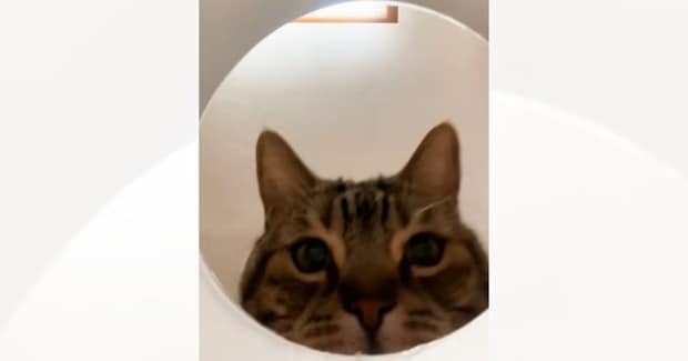 容器の中にカメラを仕掛けて『猫のことを撮影してみた』結果…想像もしていなかった『爆笑の展開』が32万再生「腹ちぎれるｗｗ」「吹いた」