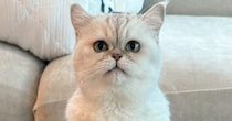 まんまるな瞳が愛らしい猫→別の日に撮影した様子を見ると…同じ猫とは思えない『違いすぎる表情』に「目つきｗｗ」「仙人のような佇まい」
