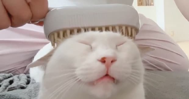 どんなブラシを使っても『極楽顔』になる猫…幸せあふれる表情がたまらないと5万いいね「愛が嬉しいのかもw」「可愛すぎて泣きそう」