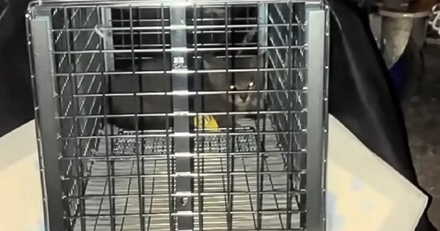 『ゴミ置き場の中にいた小さな子猫』→保護されて2か月が経つと…「大きくなって別猫のよう」「幸せになれて良かった」成長していく様子に感動