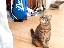 出かけようとするパパに気づいた猫→目の前に座り込んで…あざとすぎる『まさかの妨害行為』が223万再生「愛情表現200満点」「遅刻確定」