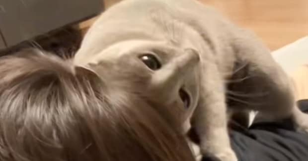 大好きなお兄ちゃんの帰宅を『心待ちにしていた猫』→帰ってくると…『熱烈な大歓迎』に「いいなぁ~」「私にもやってぇ」と羨ましがる人続出