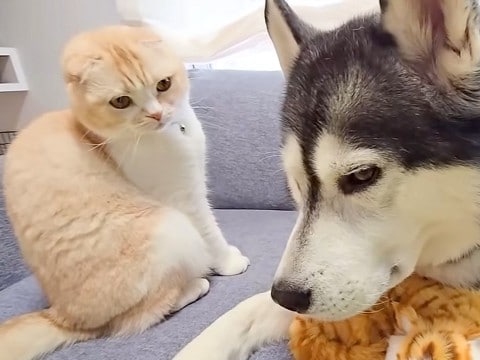 大型犬が子猫のぬいぐるみと寝ているのを発見した猫→不満げな表情を浮かべていて…『まるで修羅場のような光景』が18万再生「浮気はダメだよ」