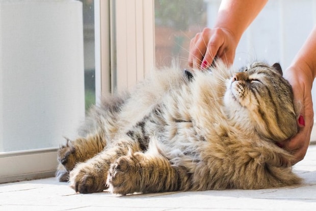 猫のブラッシング