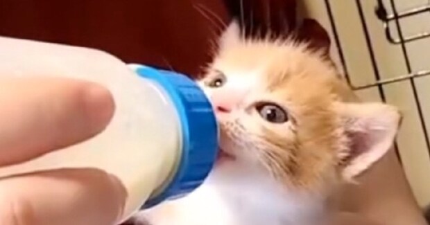 一生懸命ミルクを飲んでいた赤ちゃん猫→２年が経過すると…想像以上に成長した『現在の様子』に「ご立派になったね」「変身してるｗ」と反響