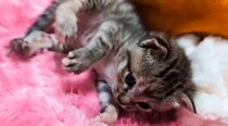 生まれつき後ろ足が内側を向いていて『自力で歩けなかった保護子猫』が…思わず号泣の"変化"に「凄く感動した」「涙が止まらなくなった」の声