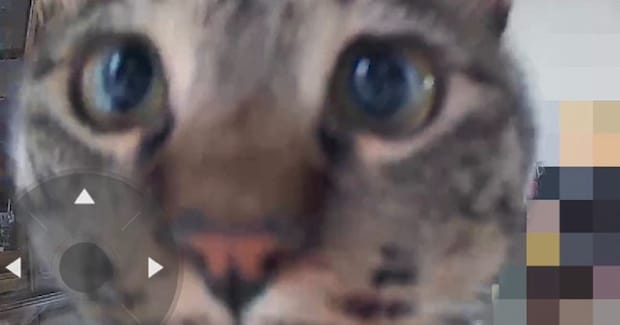 『ペットカメラに気付いた猫』→不思議そうに見つめて…可愛すぎる『表情』に13万いいね「首傾げててたまらん」「破壊力が高い」と悶絶の声