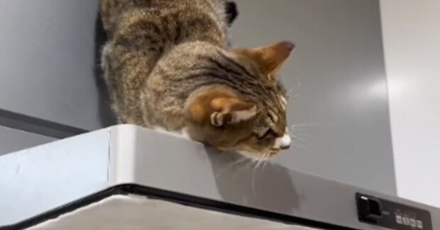 飼い主さんが『猫の名前を呼んだ』あとに『息子さん』が呼ぶと…驚愕の態度の違いが115万再生「家庭内格差w」「返事が恋してる女子w」