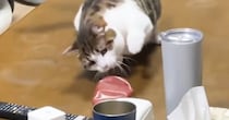 テーブルに置いてあった『ケチャップ』に……ネコが見せた『まさかの行動』が25万再生「マヨラーなのかな」「何に見えてるんだろうｗ」