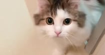 『飼い主が溺れている』と勘違いした猫が、まさかの行動に…感動的な光景が514万再生「ほんとに心配されてるｗ」「ガチ泣きした」と大反響