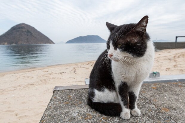 堤防にたたずむ白黒猫