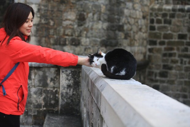 頭をなでられる白黒猫