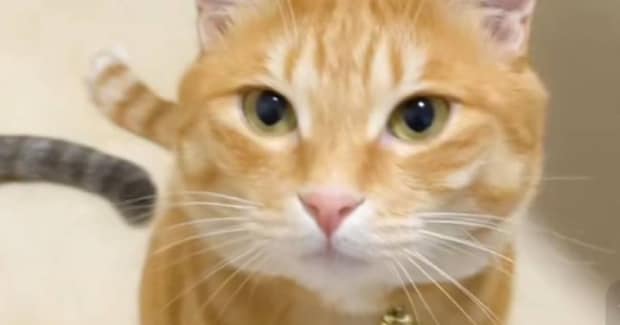 『性格が違う2匹の猫』→交互になでてみると…想像以上の『反応の違い』が面白いと44万再生「どちらも可愛いw」「たまらないね」と反響