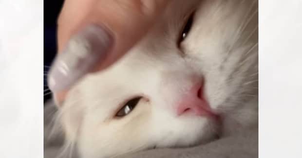 毎朝6時にネコが飼い主さんのもとへやって来ると…たまらなく愛おしい『起こし方』が25万再生「めちゃめちゃ可愛い」「二度寝キケンだね」