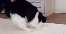 颯爽と登場したネコ→お尻を振ってダンスし始めたかと思ったら…予想外の『ハプニング』に爆笑の声「びっくりしすぎて面白い」「何回も見ちゃうｗ」