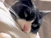 抱っこされるのが好きな白黒ネコ→パパがあやした結果…『まるで孫とおじいちゃんのような様子』に反響「噛まれてるねｗ」「楽しそうやん」