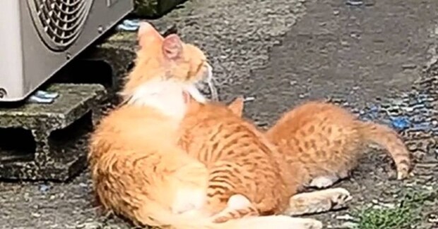 外で子猫のお世話を一生懸命していた母猫の『現在』…思わず涙が出る光景に「めっちゃ愛を感じる」「ありがとう」と感動する人続出