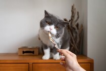猫に食べさせてはいけない『魚の加工食品』4選　それぞれの理由や健康に与える影響まで