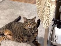 猫の爪が引っかかっていたので、取ってあげた結果→同じことを繰り返して…尊すぎる『愛おしいやり取り』が35万再生「独り占めしたいのね」