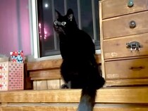 猫と犬が花火を見た結果→パパが不在のため、少し寂しそうな様子で…お出迎えで見せた『愛情いっぱいの光景』に反響「家族が揃うって最高」