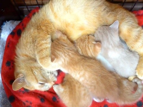 元野良猫が赤ちゃんを産んだ結果→いつでも子猫の元へ駆けつけて…『愛情いっぱいな子育ての様子』が153万再生「いいお母さん」「天使たち」