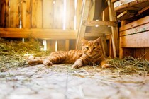 厳しい生活再建の下でも「インフルエンサー猫」が心の支えに　オーストラリア