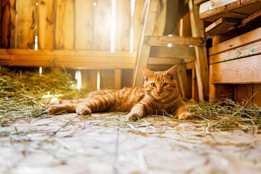 厳しい生活再建の下でも「インフルエンサー猫」が心の支えに　オーストラリア