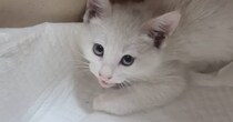 シャーシャーと『威嚇していた保護子猫』が、３分後…まさかすぎる『驚きの変化』が15万再生「すごいゴッドハンド」「可愛すぎる」と話題