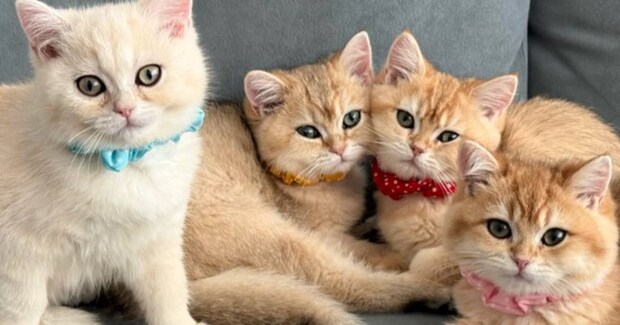 元気すぎる『子猫たち』→走り回る中で奇跡的に整列して…あまりにも『可愛らしい瞬間』に2万いいね「カメラ目線なの凄すぎる」「お見事」