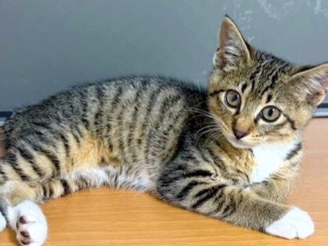 保護猫と3週間でお別れ→悲しんでいたら、『子猫の里親探し』を頼まれて…奇跡のような『運命の出会い』に感動「鳥肌立った」「猫の恩返し」